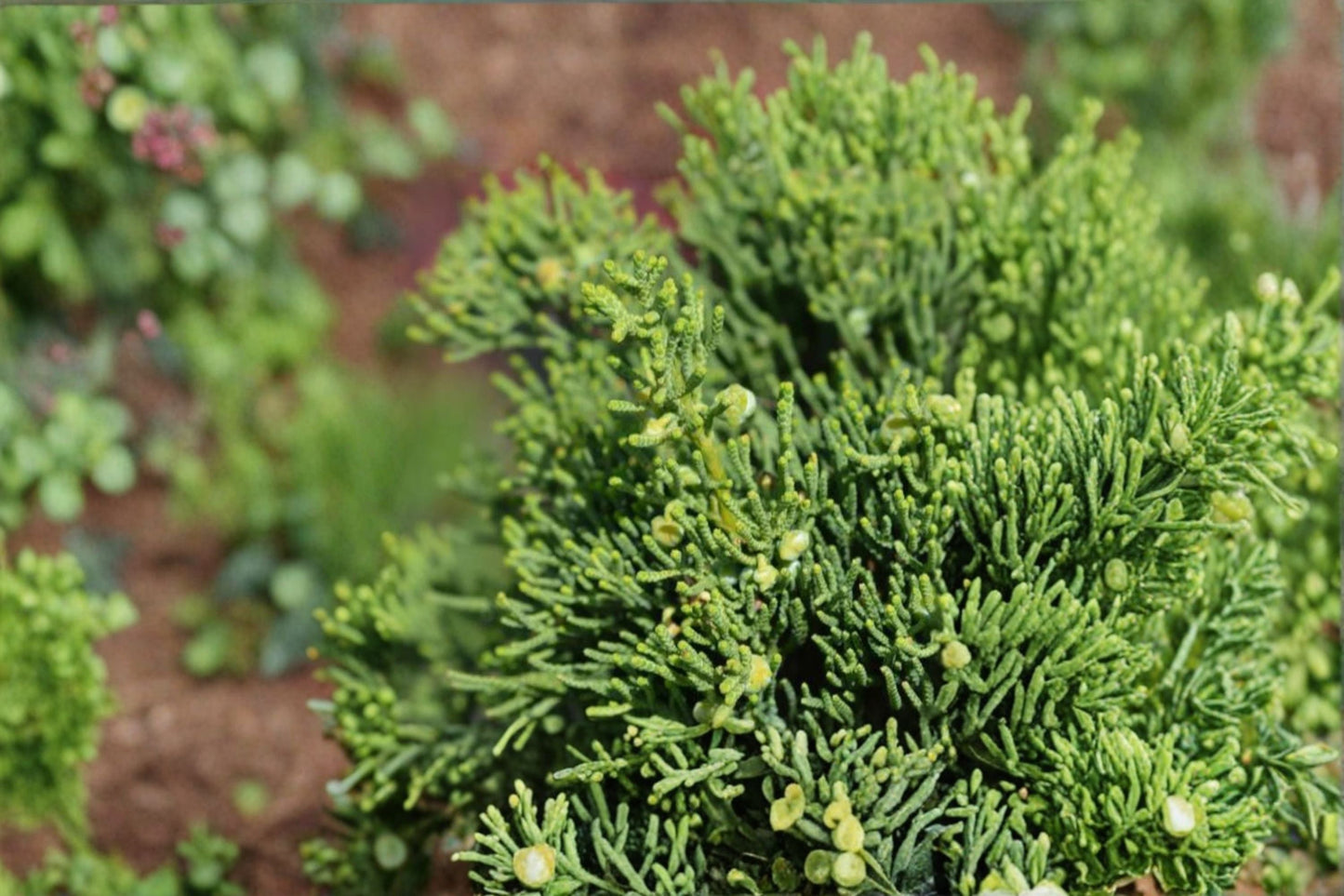 Hollywood Juniper Plant – Evergreen Shrub, Juniperus chinensis, Dense Silvery-Green Foliage, Landscape, Hedge, Garden Plant