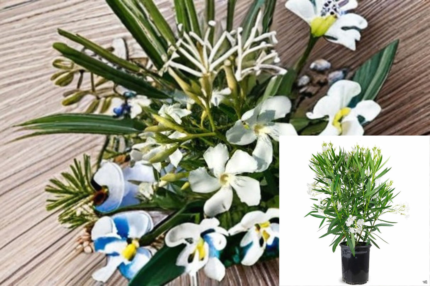 White Oleander Plant – Nerium oleander ‘Sister Agnes’ – Evergreen Shrub with White Blossoms for Garden and Landscape