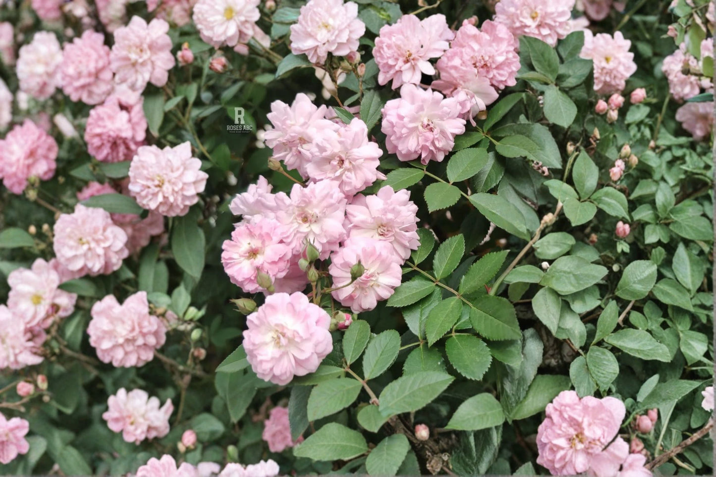 Brise Parfum Climbing Rose Live Plant – Soft Pink, Repeat Blooming, Own Root Garden Rose, Fragrant Trellis Rose