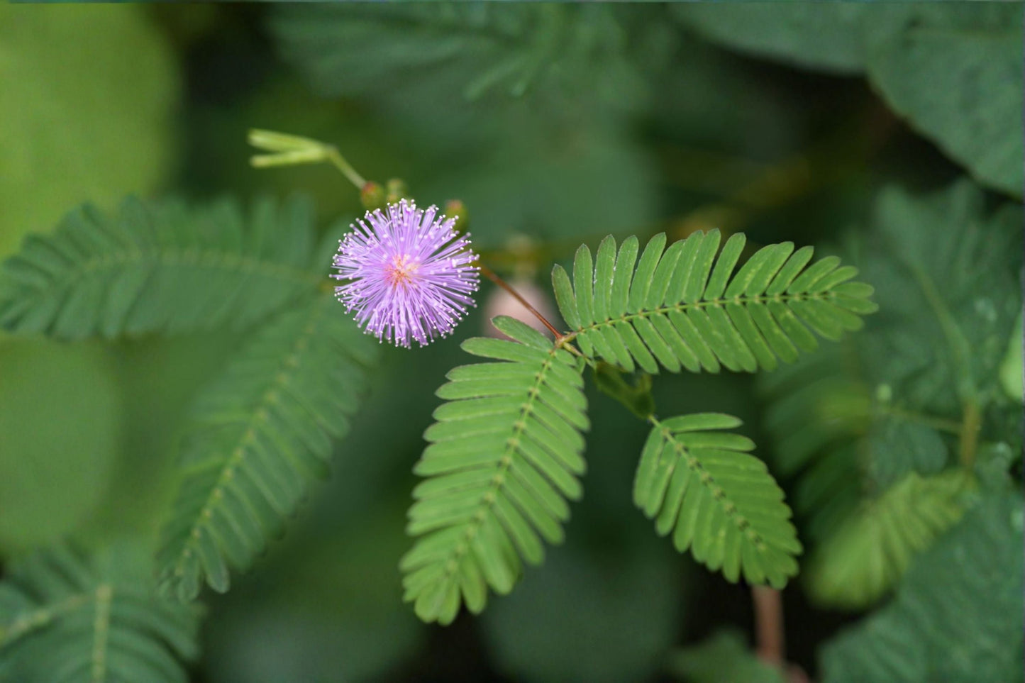 Sensitive Plant Live Plant – Mimosa pudica 4 Inch Pot – Interactive Touch-Responsive Fern-Like Foliage