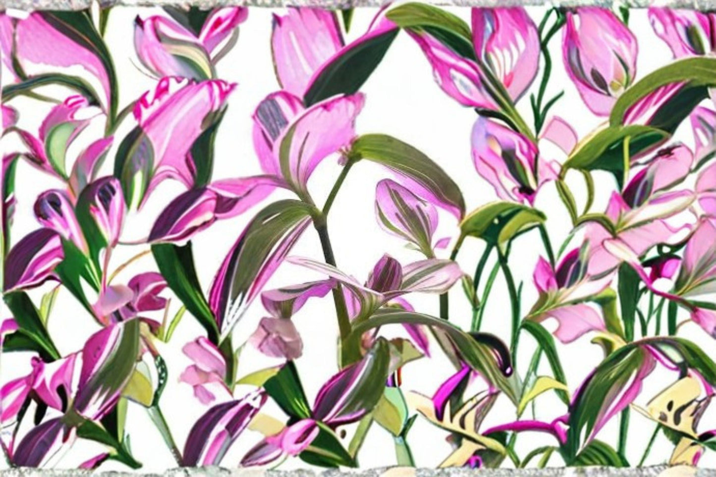 Tradescantia Nanouk Live Plants in 2-Inch Pots – Pink Variegated Houseplants, Indoor Decorative Plants