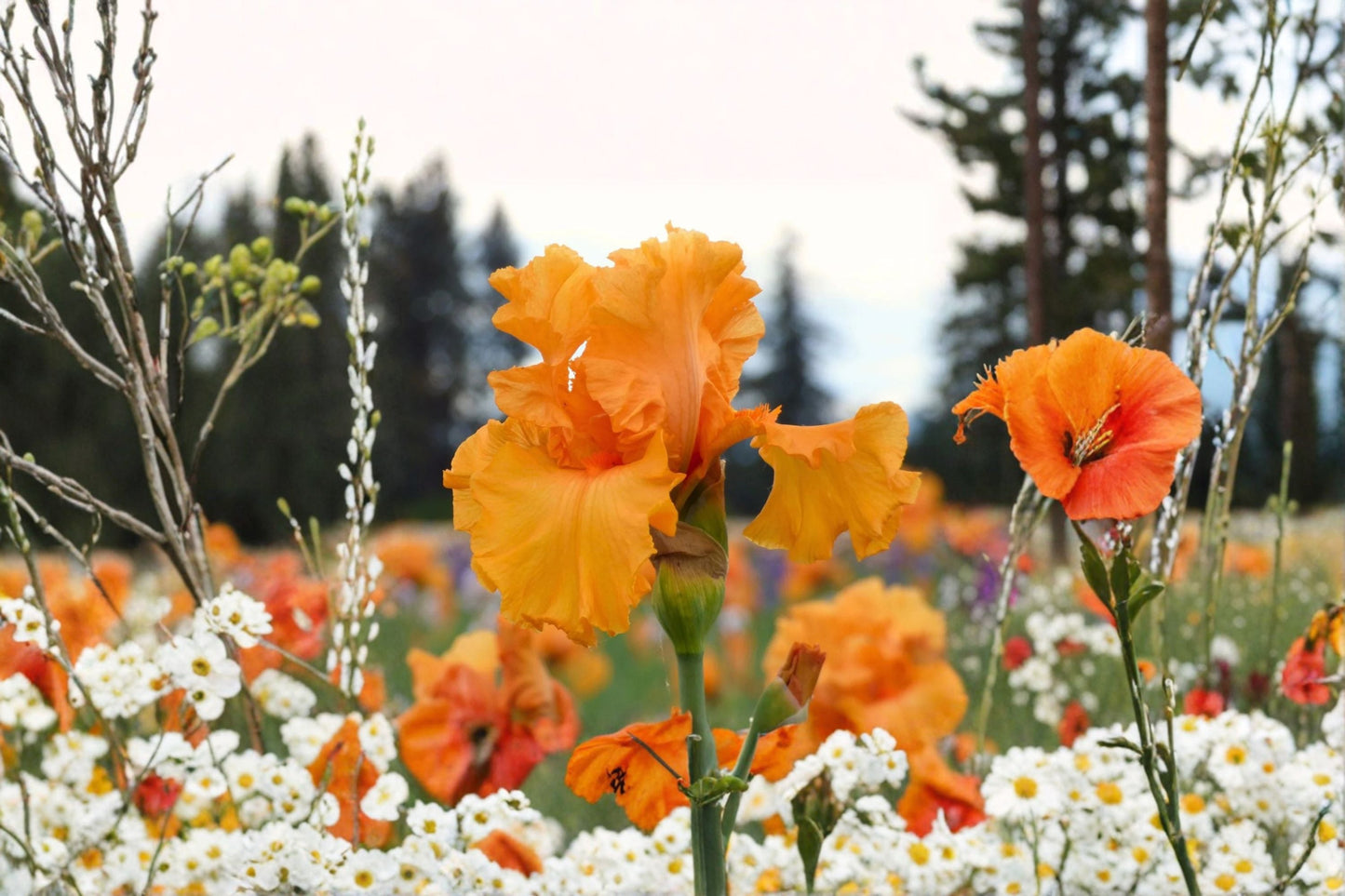 Coup de Soleil Iris Live Plant – Orange Bearded Iris Perennial – Bright Flowering Garden Plant – Iris germanica