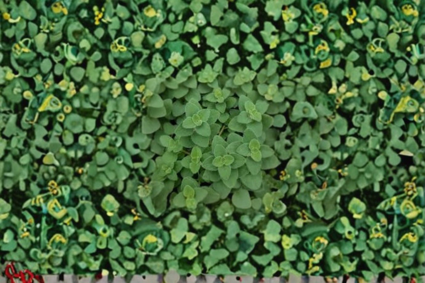 Hot & Spicy Oregano Plant – Origanum vulgare Fresh Culinary Herb for Garden or Container Growing