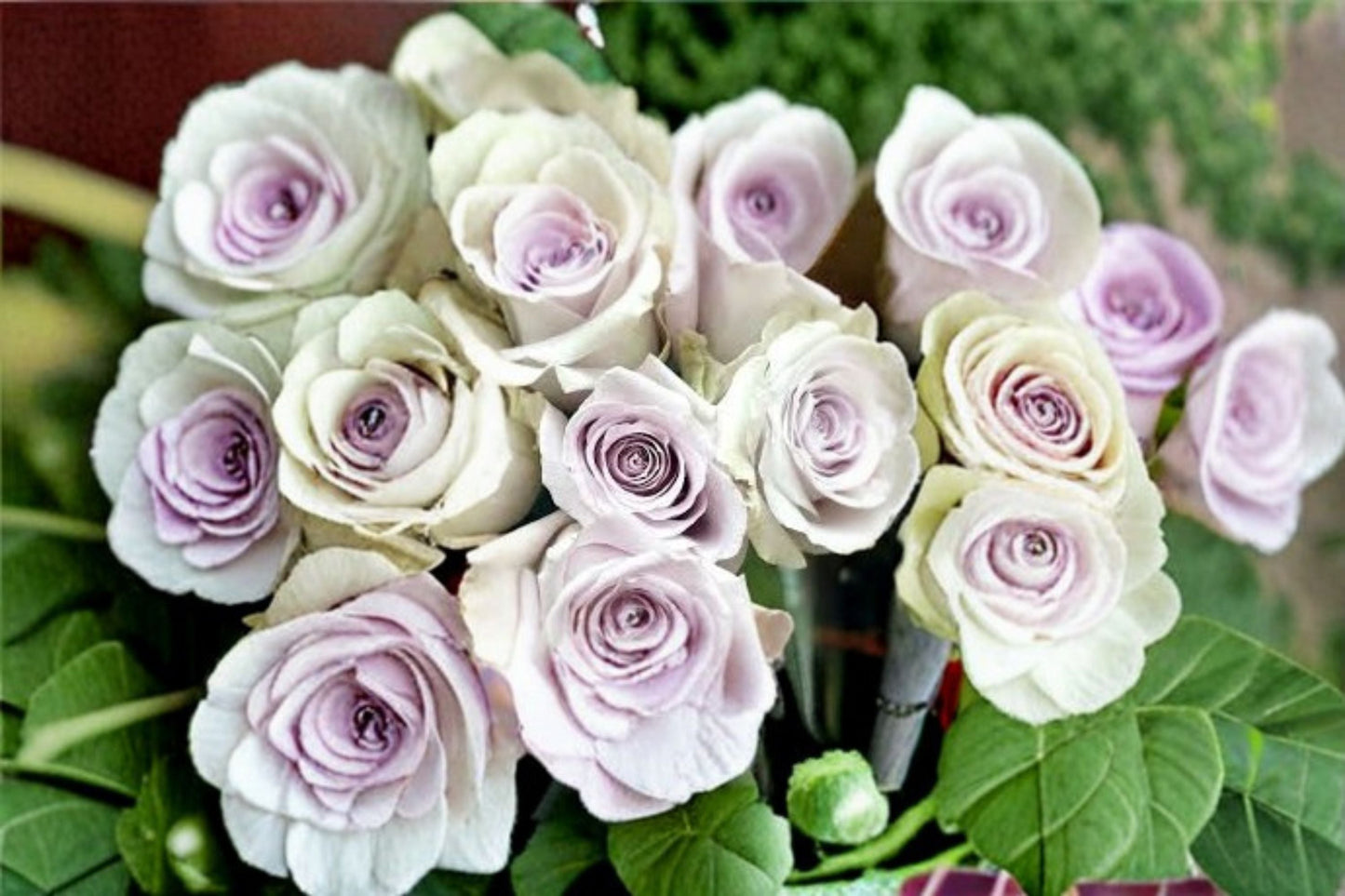 Silver Light Rose Live Plant – Pale Lavender Fragrant Cut Rose – Rosa x hybrida