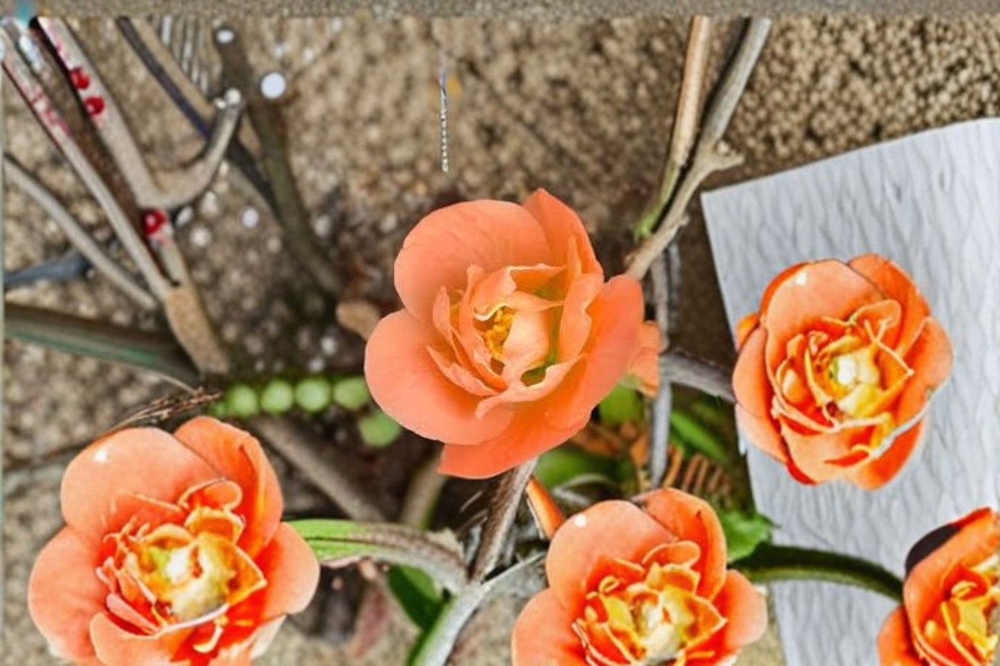 Cameo Flowering Quince Live Plant – 3.5 Inch Pot – Pink Blossoms – Chaenomeles speciosa 'Cameo' Garden Shrub