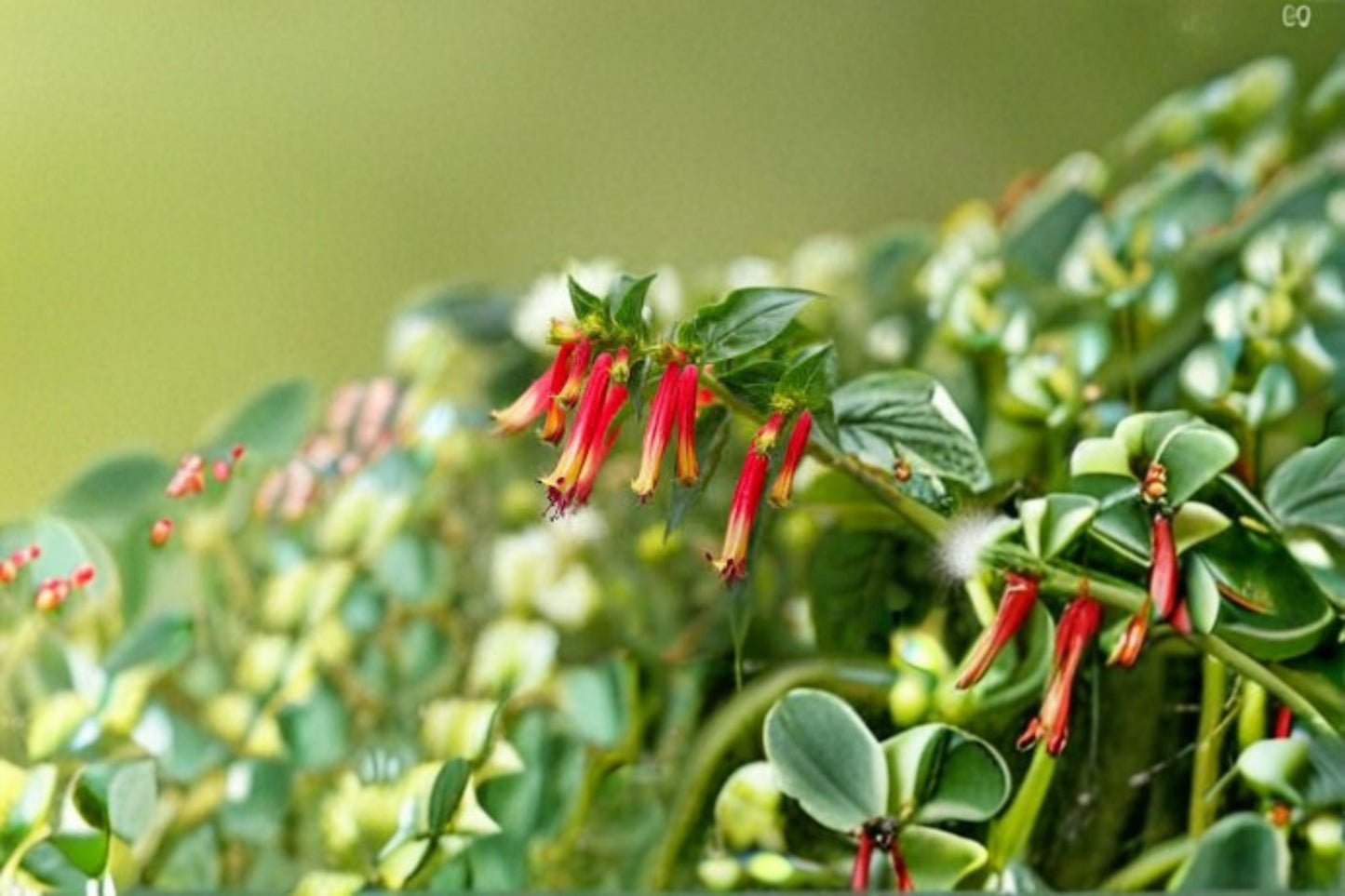 Firecracker Plant Live Shrub – Scarlet Flowers, Hummingbird Attracting, Ornamental Garden Plant, Hamelia patens