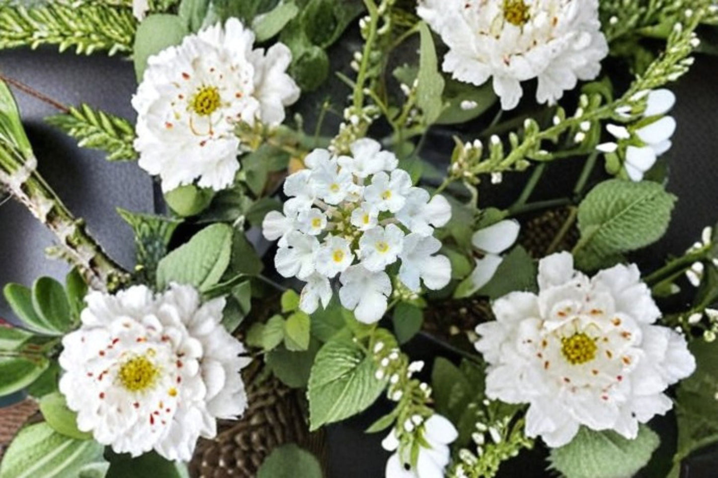 Trailing White Lantana Plant – Lantana montevidensis ‘Alba’ – Butterfly Attracting, Low-Maintenance, Cascading Flowering Shrub
