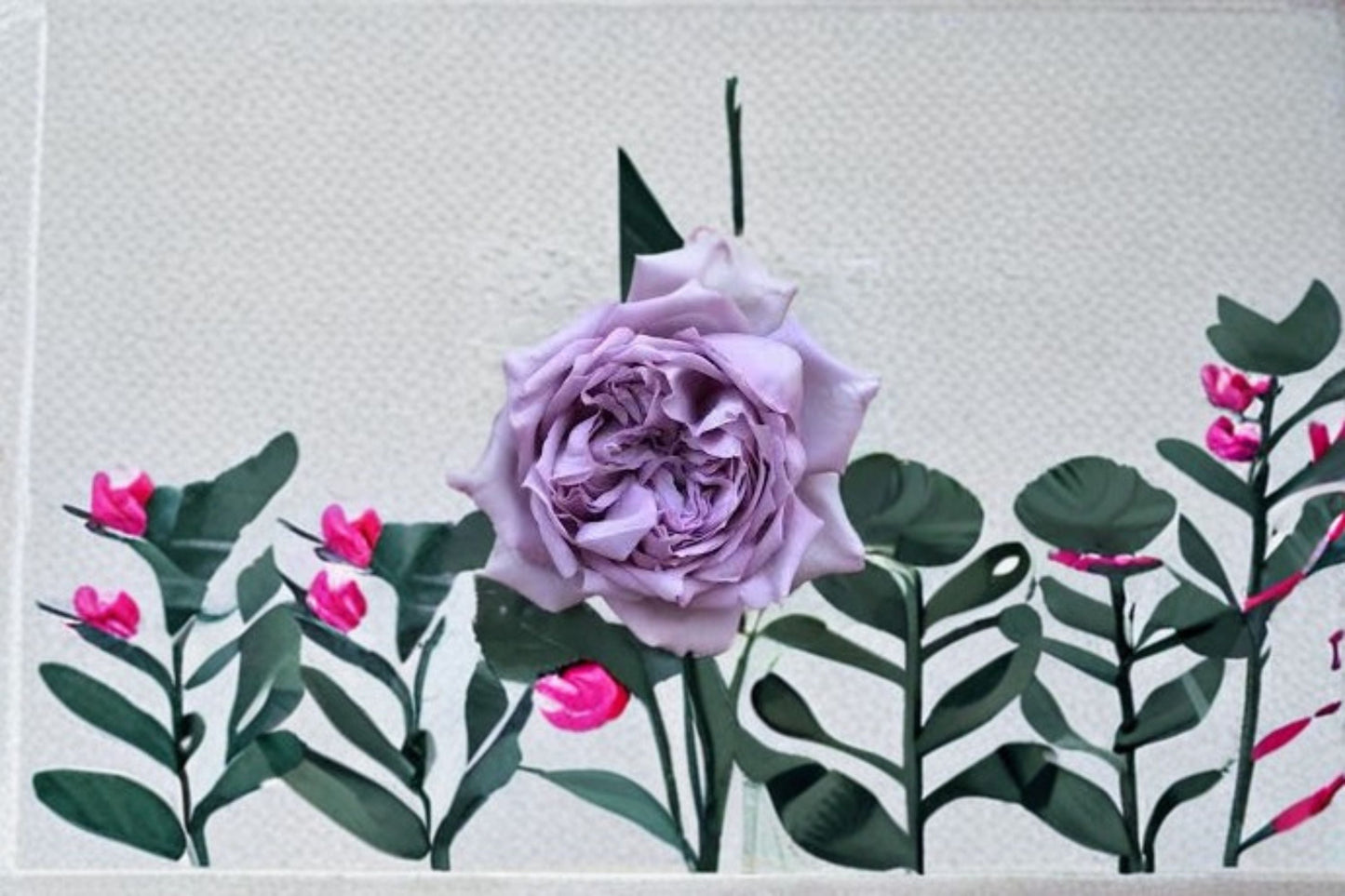 Antique Watch Rose Live Plant – Fragrant Japanese Own Root Rose – Garden Rose, Elegant Bloom, Fragrant, Hardy, Ornamental Plant