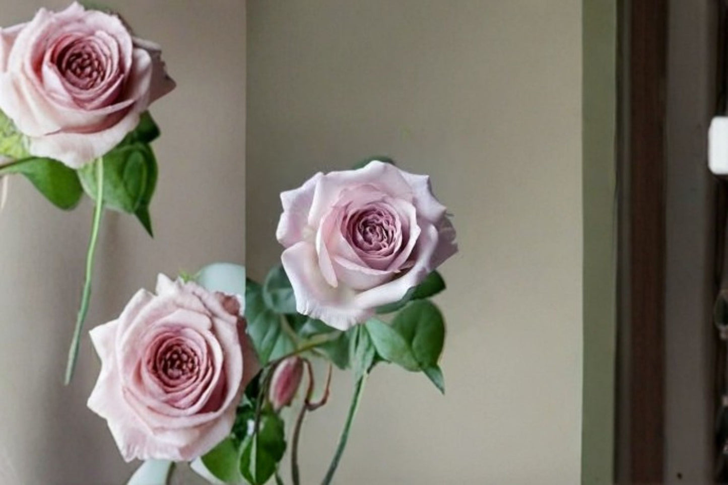 Bounty Way Rose Live Plant – Lavender Pink Cut Flower – Fragrant Garden Rose – Rosa hybrid