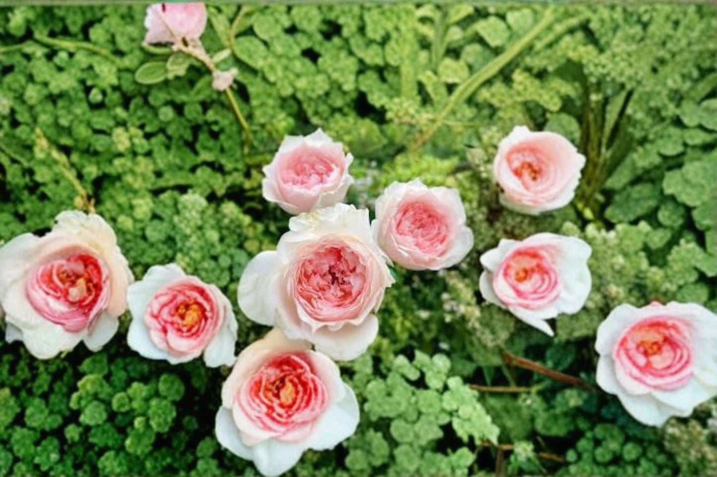Flow Rose Own Root Live Plant – Apricot Pink Japanese Rose – Hardy Flowering Shrub – Rosa rugosa
