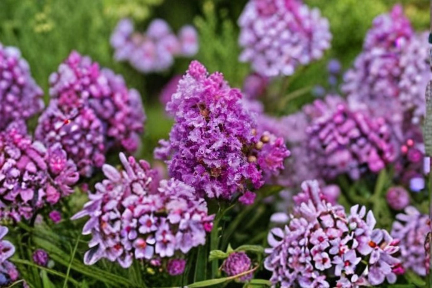Dark Purple Crape Myrtle Live Plants – Rooted Bare Root Starter Plants for Garden, Landscape, and Outdoor Decor
