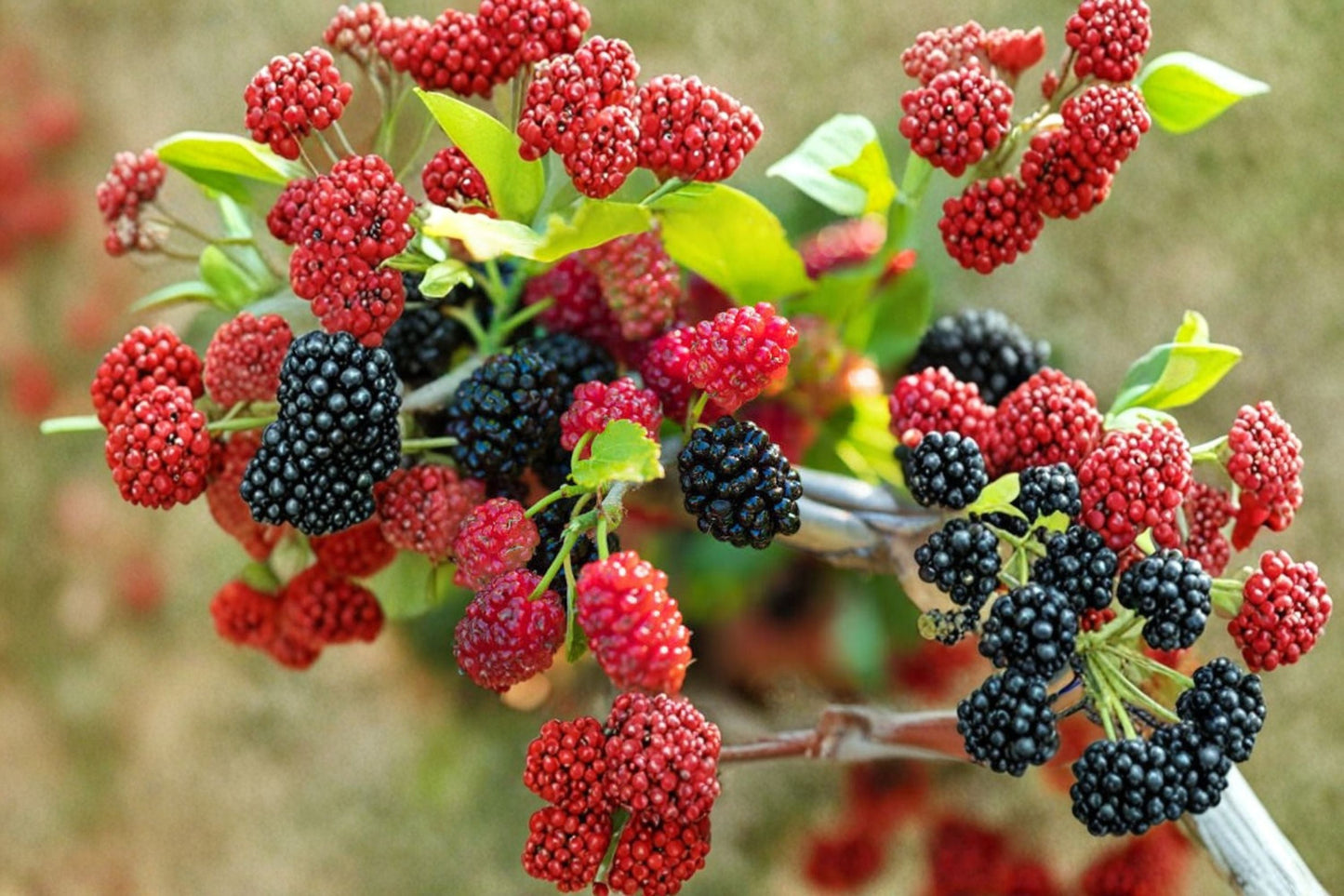 Dwarf Mulberry Tree Live Plant – 3 Inch Pot – Morus spp. – Compact Fruit Tree for Small Gardens & Containers