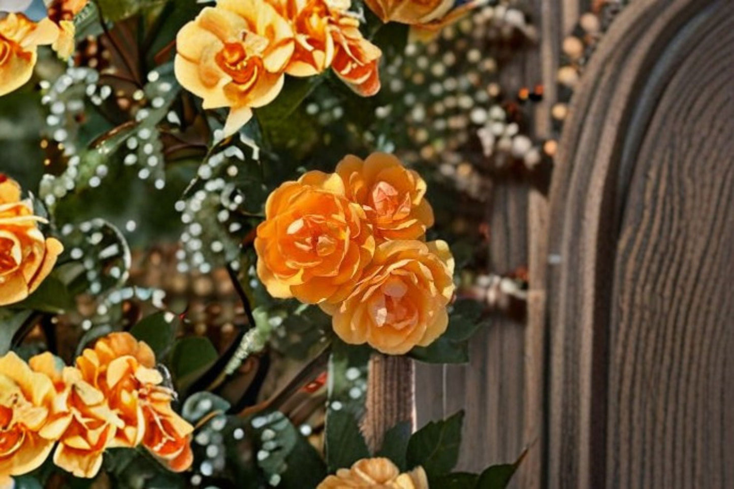 South Africa Rose Live Plant – 1.5 Gal Apricot Orange Rose, Garden Flower, Fragrant Bloom, Rosa hybrid