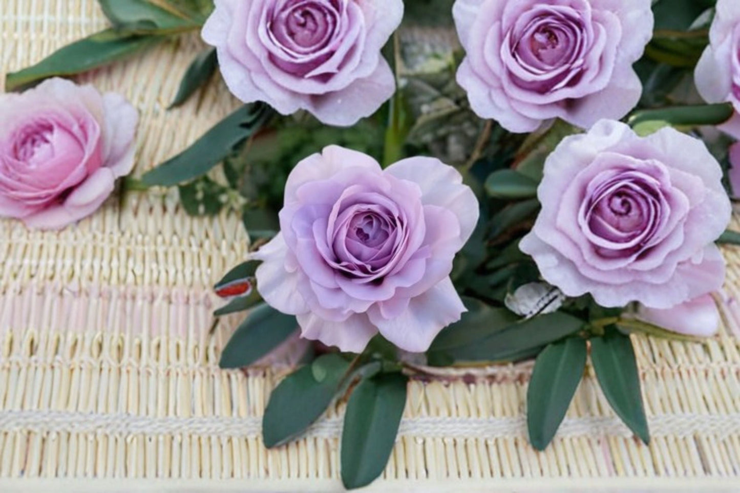 Shinoburedo Rose Live Plant – Japanese Blue Storm Rose – Vibrant Blue Petals – Easy Care Garden or Indoor Plant