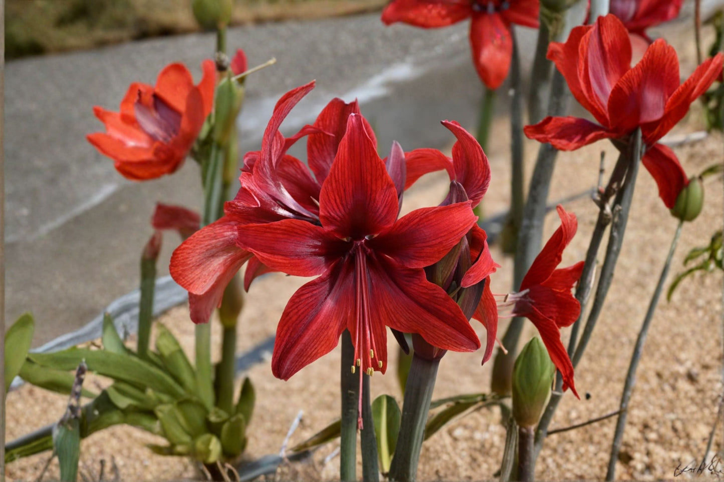 Red Amaryllis Bulbs – Hippeastrum Lily Live Bulbs for Indoor & Outdoor Blooming Flowers