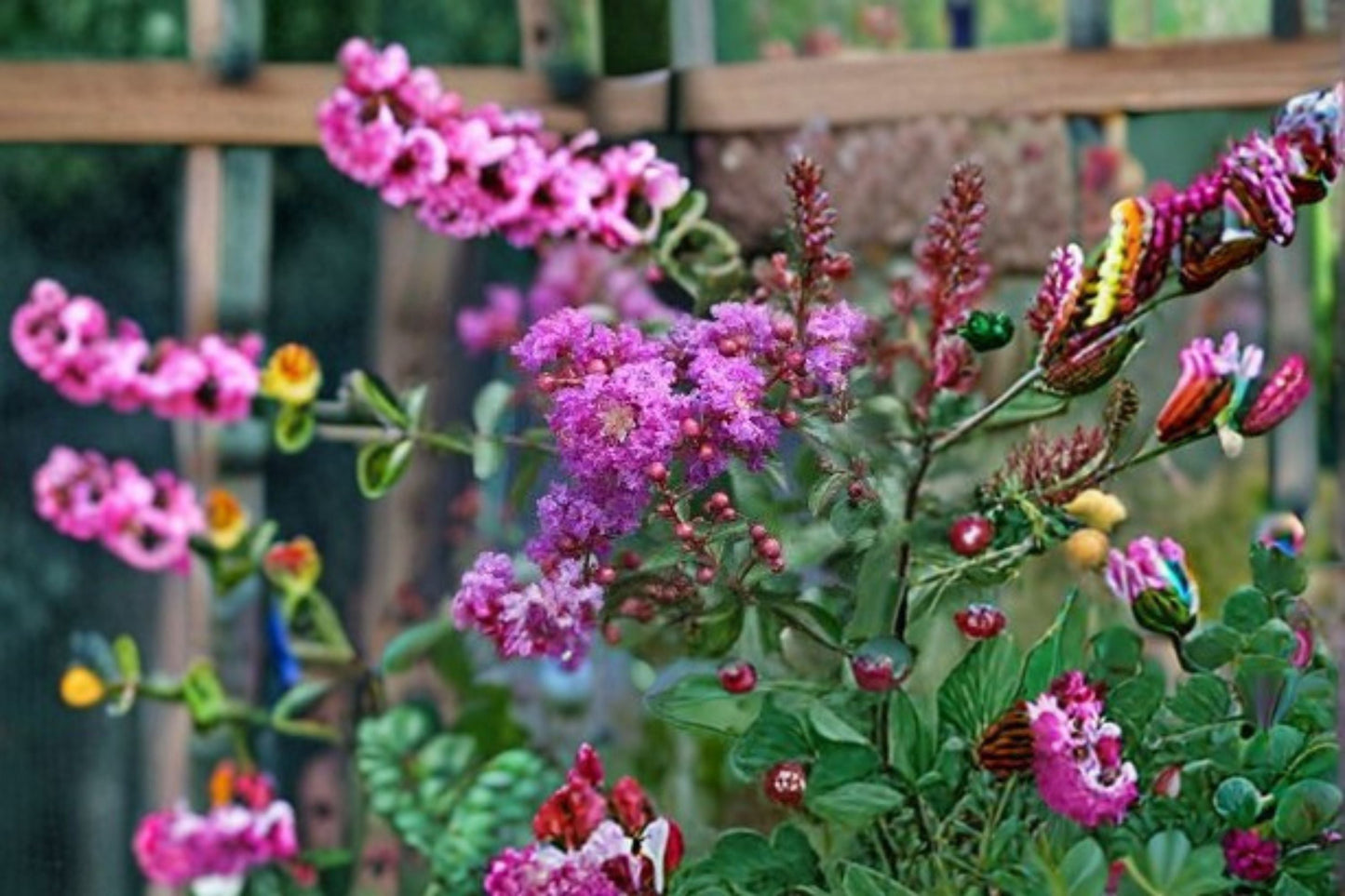 Dark Purple Crape Myrtle Live Plants – 2 Rooted Cuttings – Lagerstroemia indica – Vibrant Garden Shrubs for Landscaping