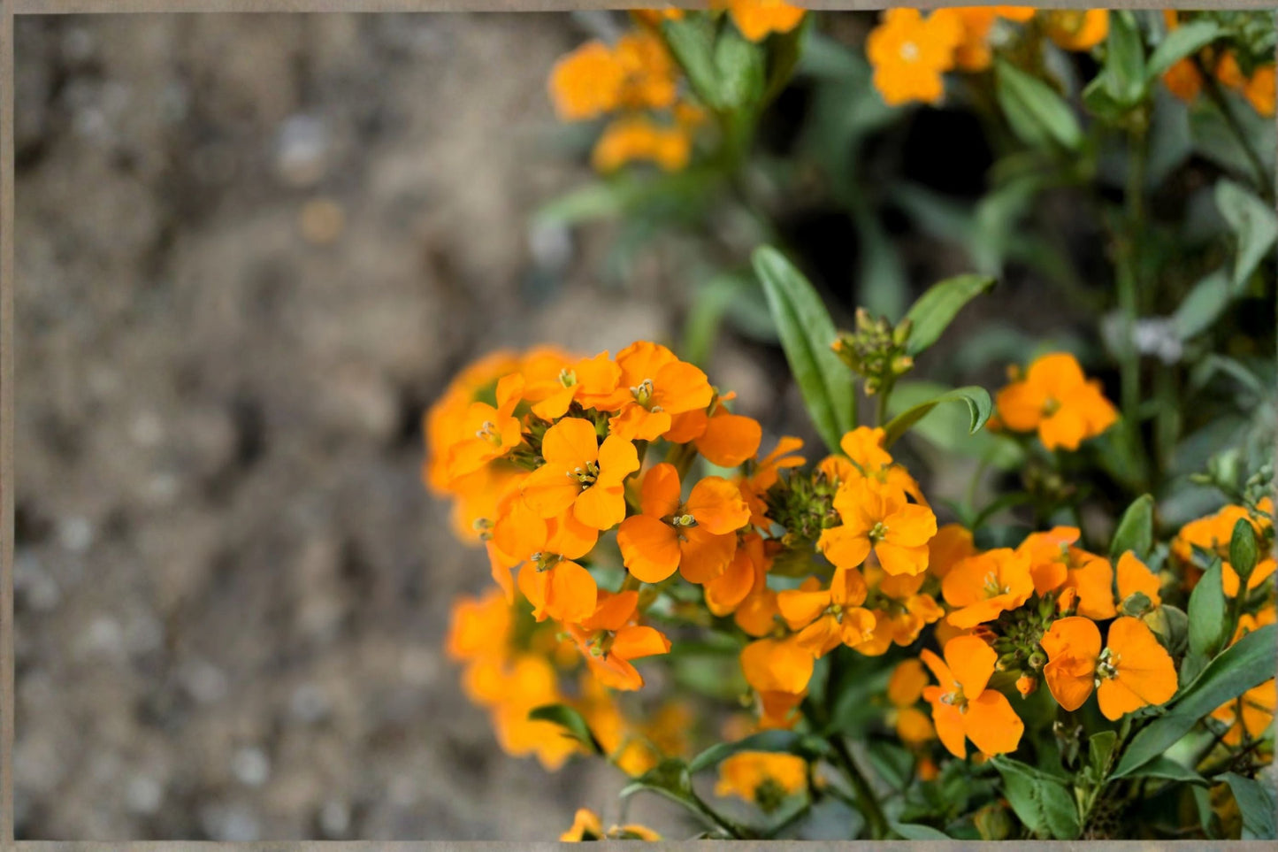 Wormseed Wallflower Plant – Erysimum cheiranthoides – Bright Yellow Perennial for Borders and Pollinator Gardens