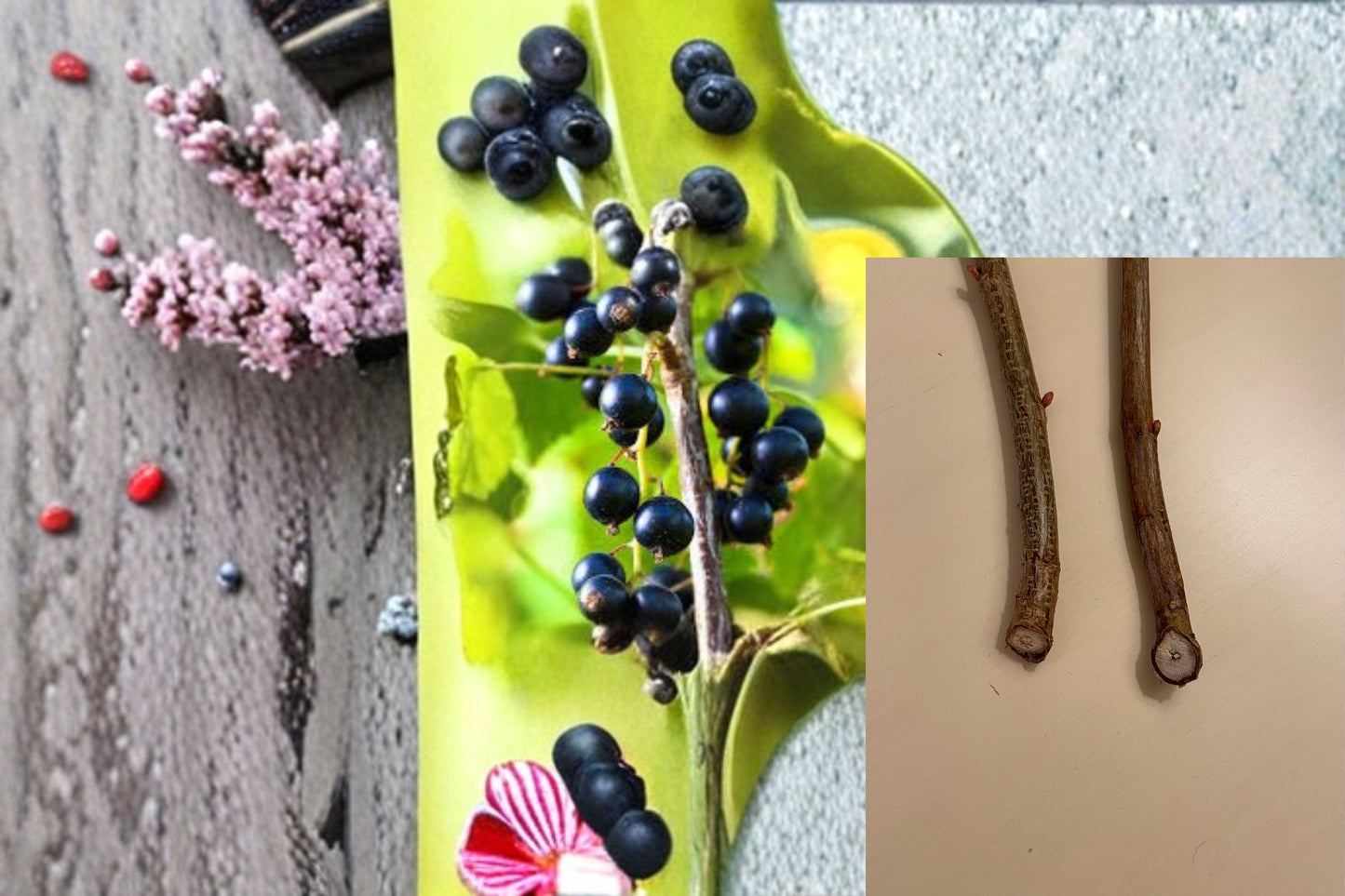 Black Currant Cuttings – 12 Ribes nigrum Live Plantings for Berries, Fruit, Garden, Hardy Shrub