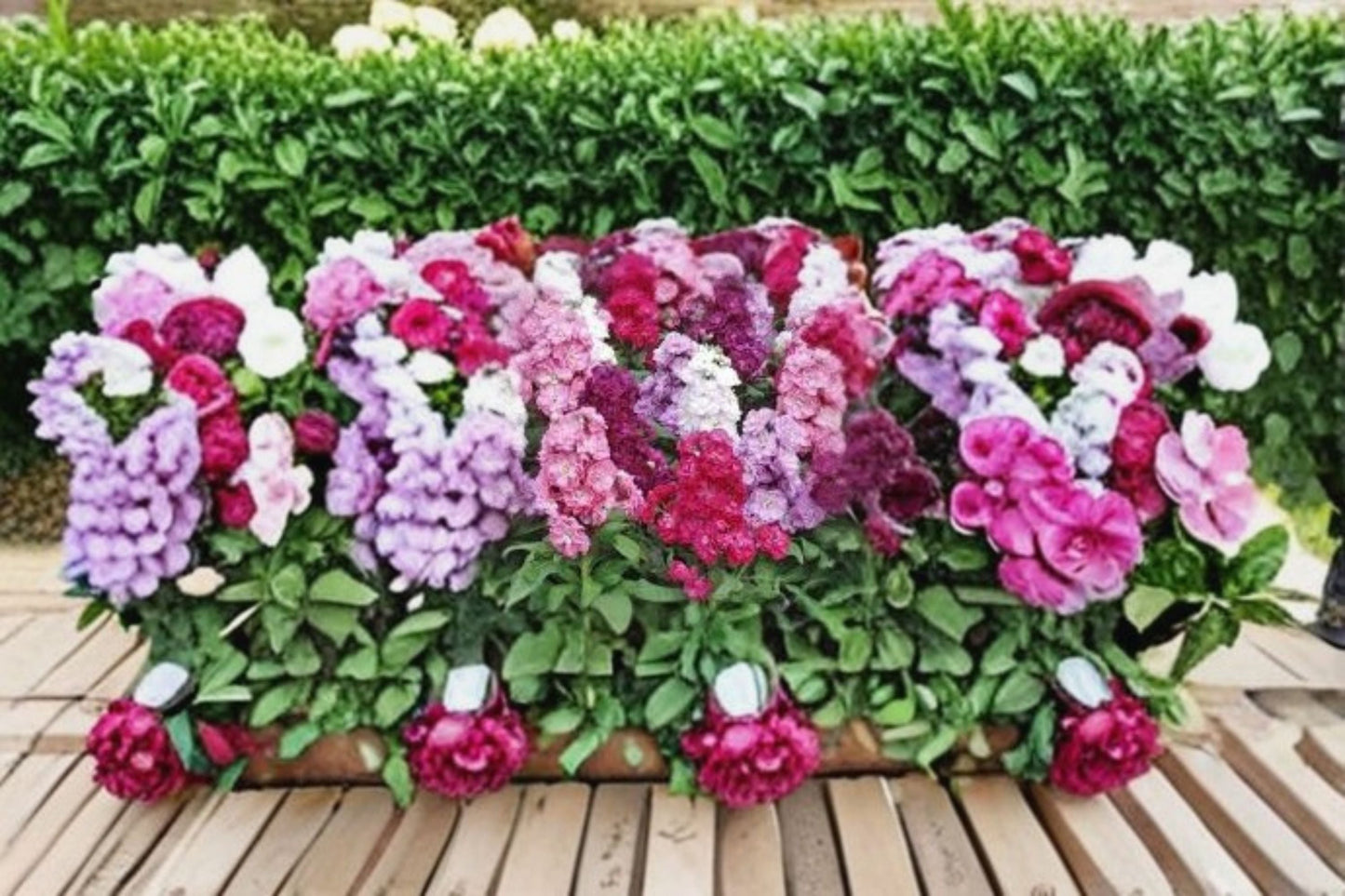Stock Flower Plant – Matthiola incana – Fragrant Colorful Blooms for Garden Borders and Containers