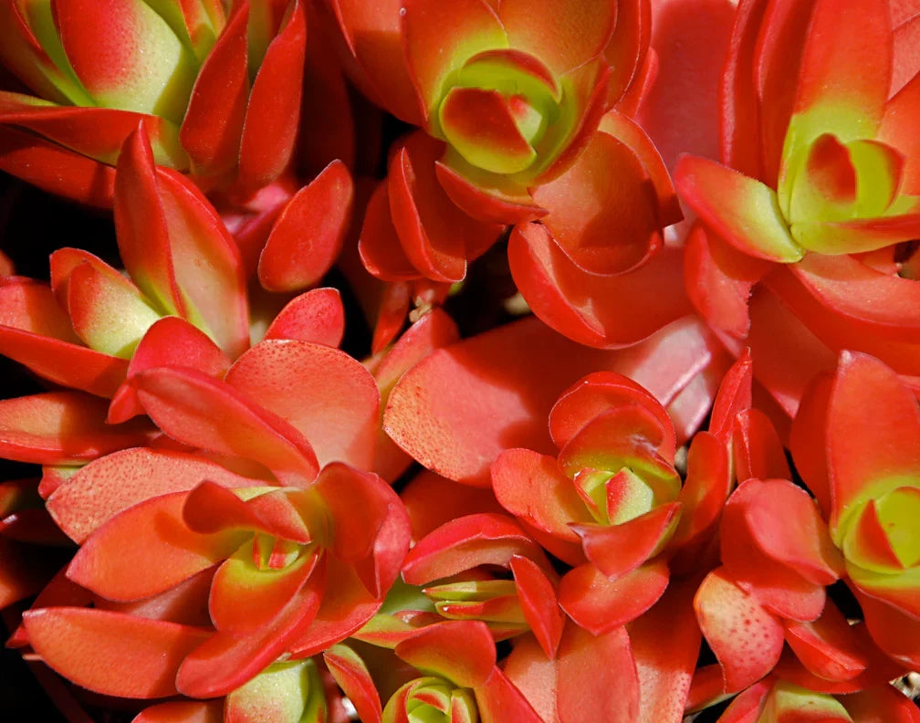 Crassula capitella ‘Campfire’ Rare Succulent Plant 2–3 Inches Live Bare Root Red-Green Foliage Indoor Outdoor
