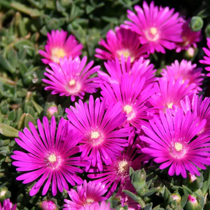 Magenta Ice Plant Cuttings – Delosperma cooperi Unrooted Stems, Drought-Tolerant Ground Cover, Trailing Succulent for Gardens