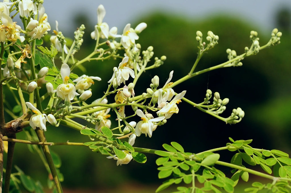 Moringa Cuttings 4 Pack – Unrooted Moringa Oleifera Drumstick Tree Propagation, Miracle Tree Seedlings for Gardening