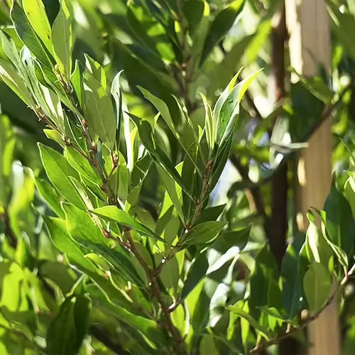 20 Cherry Laurel Cuttings | Unrooted Organic Prunus laurocerasus Hedge Shrub for Privacy & Landscaping
