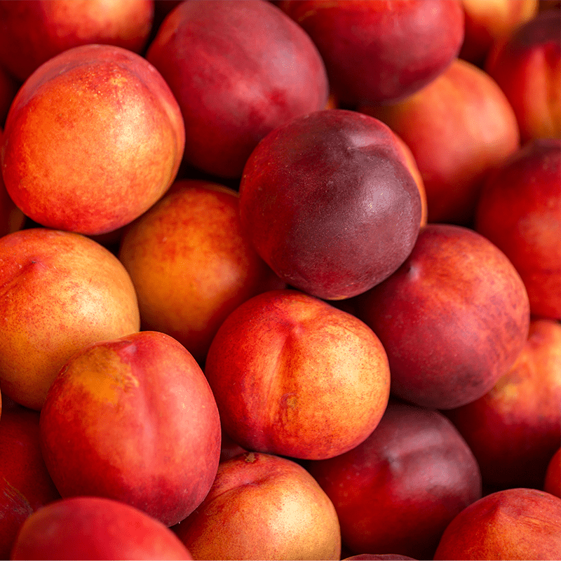Rare Sweet Large Nectarine Cuttings – 3 Fresh Prunus persica Heirloom Grafting or Rooting Stock