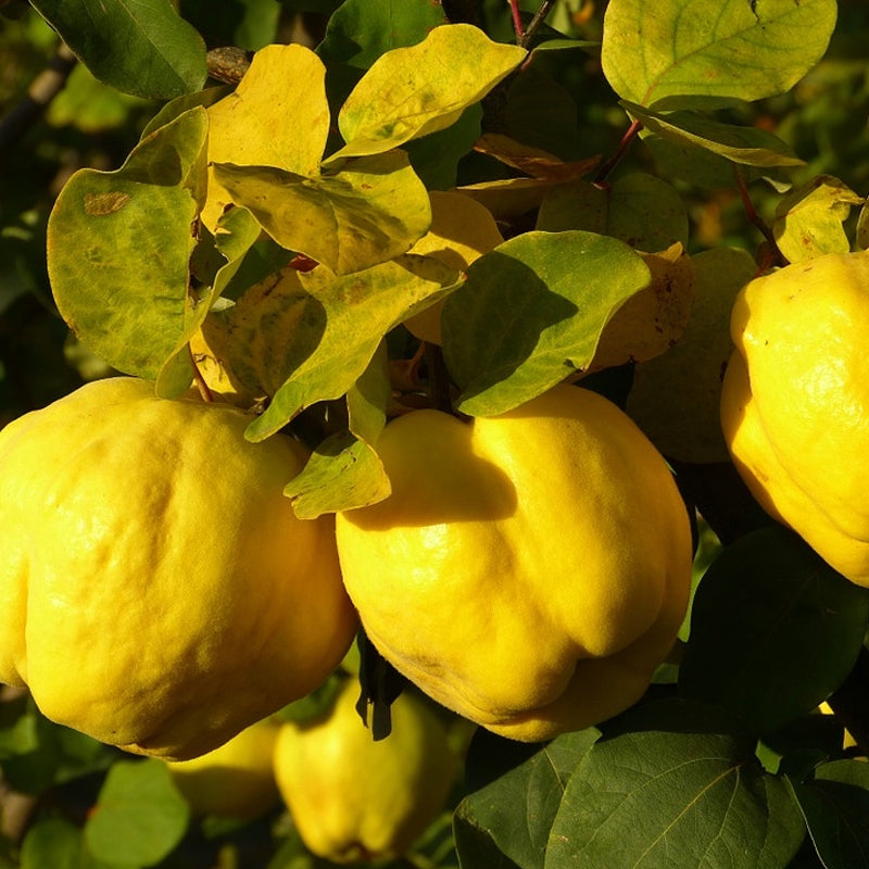 Quince Cuttings 6–8 Inch Unrooted Organic Cydonia oblonga Fruit Tree Scion Wood for Grafting and Rooting