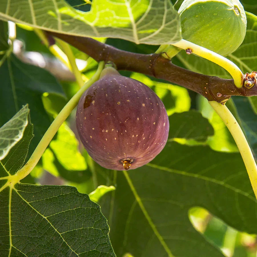 Dwarf Fig Tree Live Bare Root Plant | Ficus carica Fignomenal | Compact Edible Fruit Tree for Patio & Container Gardening
