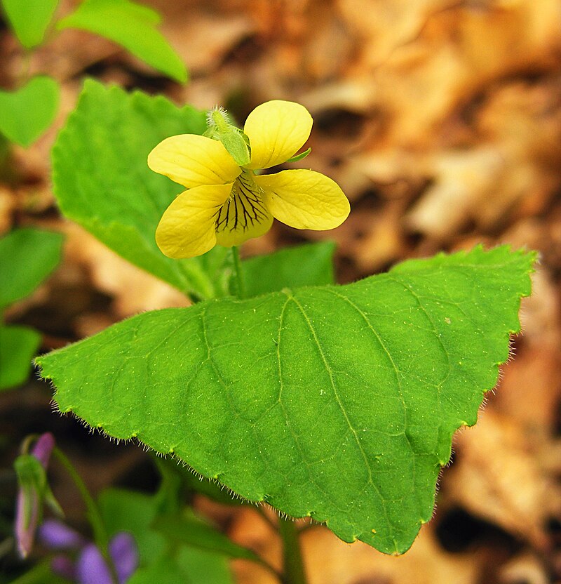 Yellow Violet Plants Bare-Root Viola rotundifolia Woodland Wildflower Native Shade Perennial Early Spring Bloomers