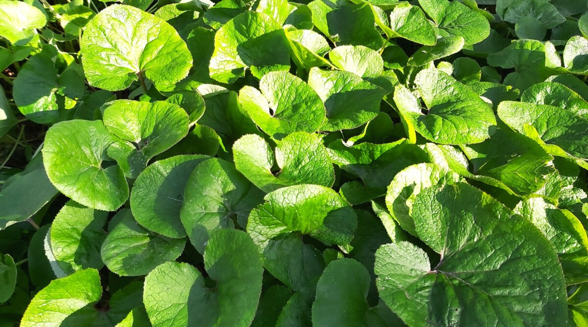 Wild Ginger Plants 5-Pack | Bare-Root Native Groundcover | Shade Garden Perennial | Asarum canadense Woodland Wildflower