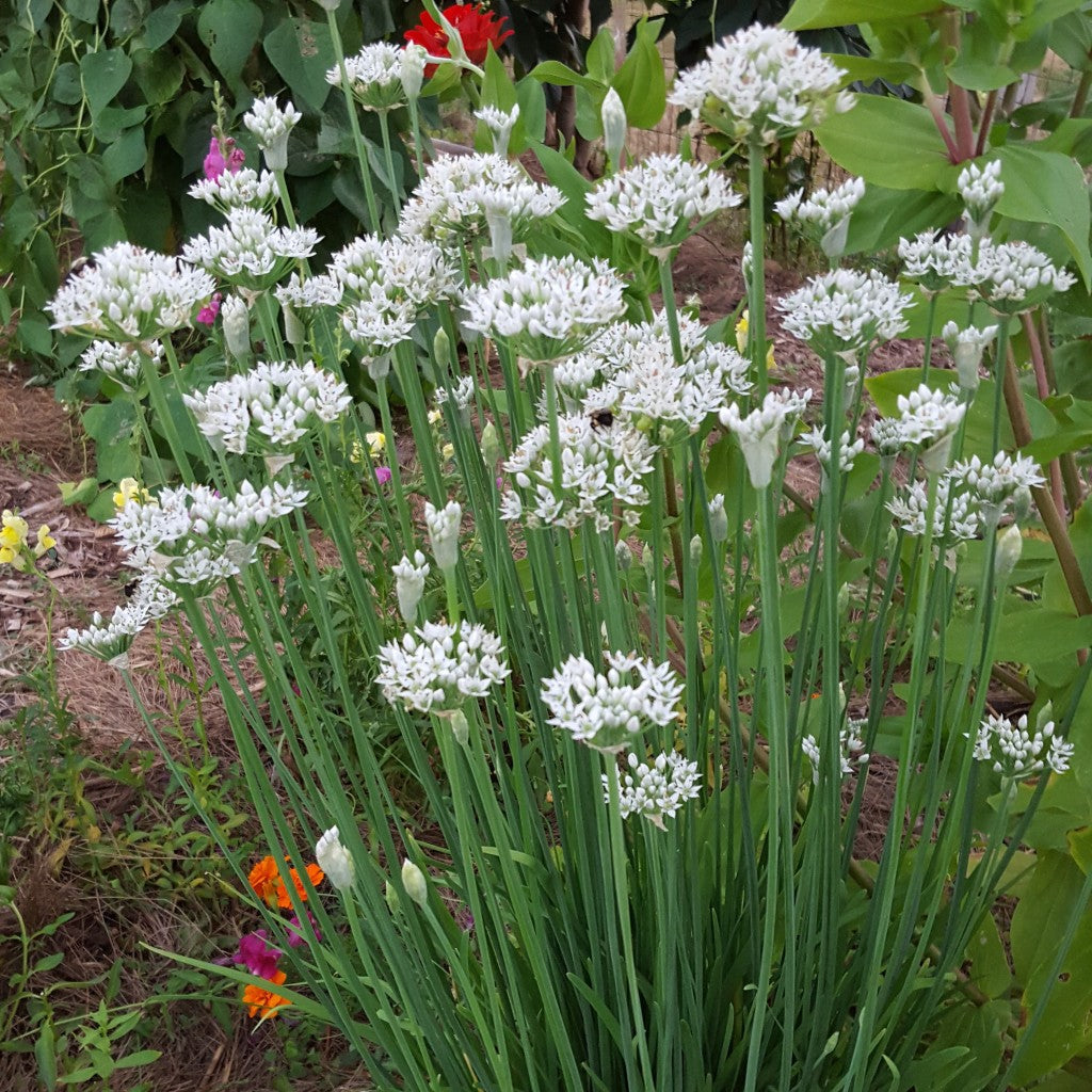 100 Garlic Chives Plants – Live Bare Root Allium tuberosum Herb – Perennial Non-GMO Onion Chive for Culinary & Garden Use