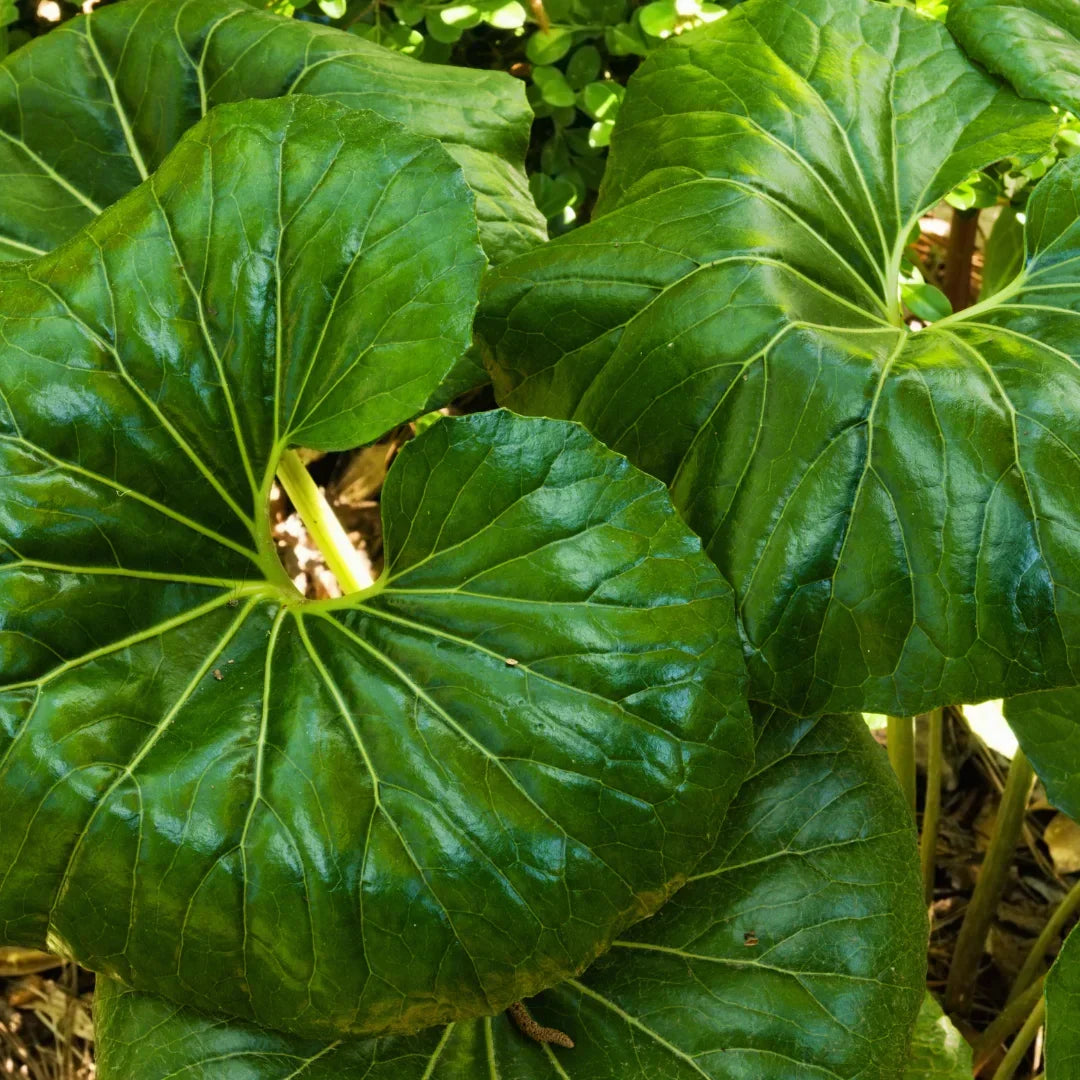 Giant Leopard Plant – Farfugium japonicum ‘Giganteum’ – Tractor Seat Foliage Plant – Shade Perennial Starter
