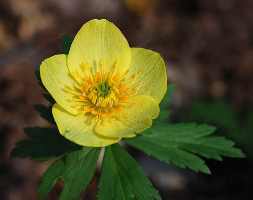 Trollius laxus albiflorus Seeds – American Globeflower Rare Perennial Wildflower for Wetland & Shade Gardens (50 Seeds)