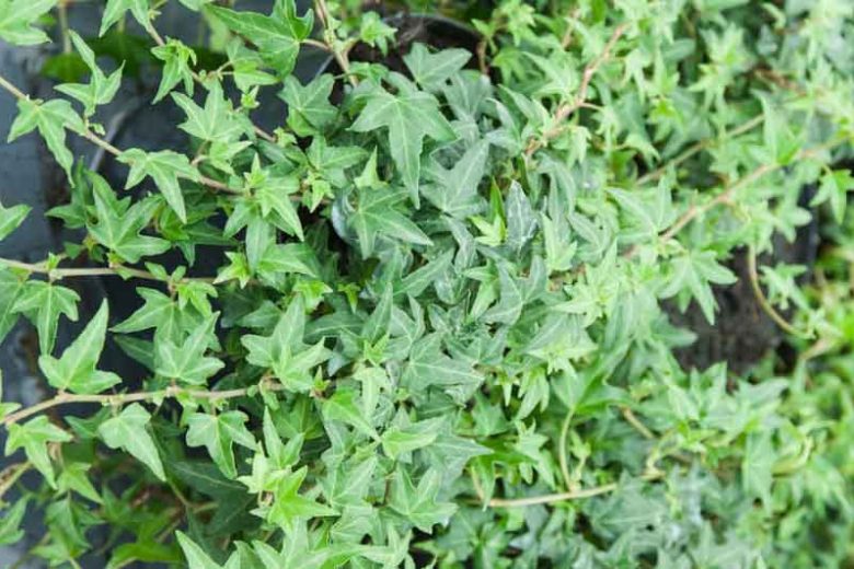 Live Needlepoint Ivy Plant in 1 Pint Pot – Hedera helix, Hardy Evergreen Climber & Ground Cover, Shade Tolerant, Easy Care