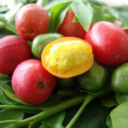 3 Fresh Hog Plum Cuttings – Spondias purpurea Spanish Plum Tropical Fruit Tree Unrooted Live Stems for Propagation