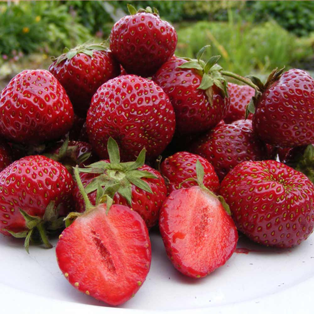 Honeoye Strawberry Plants 25 Bare Root June-Bearing High-Yield Sweet-Tart Garden Fruit Starter
