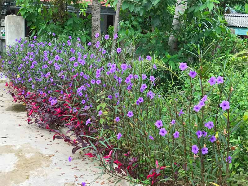 6 Mexican Petunia Rhizome Cuttings | Ruellia simplex | Purple Flowering Live Root Starts for Garden Borders & Containers