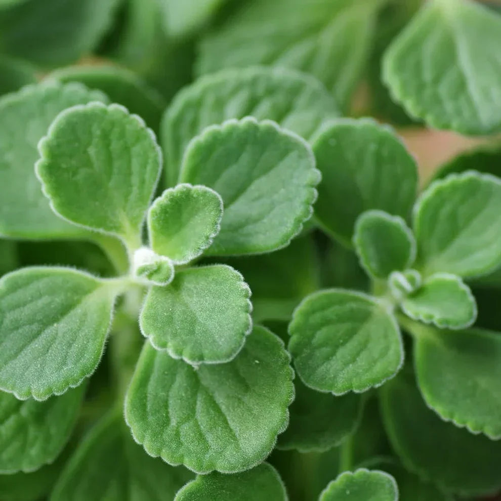 Vicks Plant Starter Plants | Plectranthus tomentosa | Aromatic Indoor Herb for Medicinal & Decorative Use