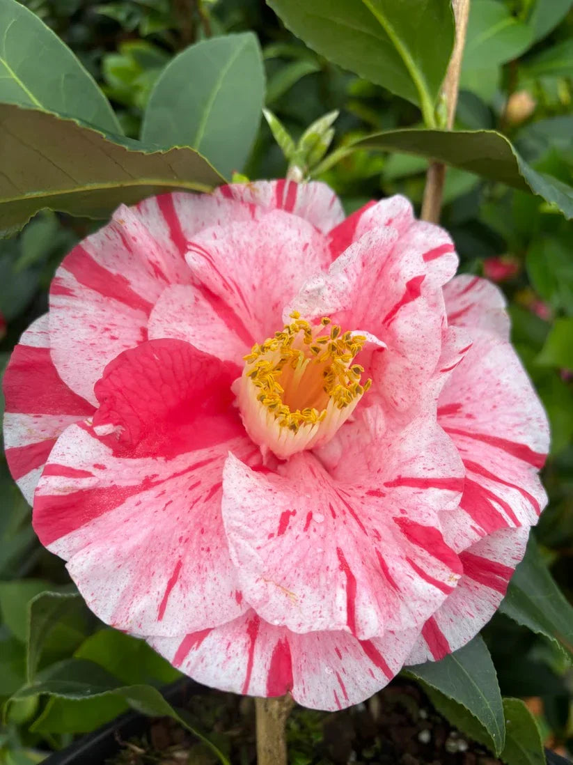 Tri Color Camellia Japonica Starter Plant – Live Bareroot Shrub with Variegated Pink White Red Blooms
