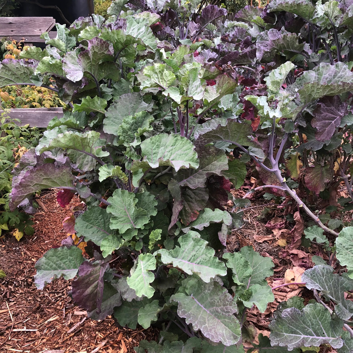 1 Purple Tree Collard Cutting β Unrooted Perennial Kale (Brassica oleracea), Heirloom Veggie, Edible Leafy Plant for Garden