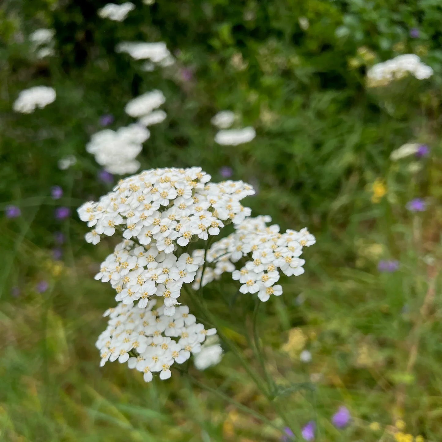 Achillea millefolium occidentalis Seeds – Western Yarrow Wildflower, 500 Non-GMO Perennial Seeds for Pollinator Gardens