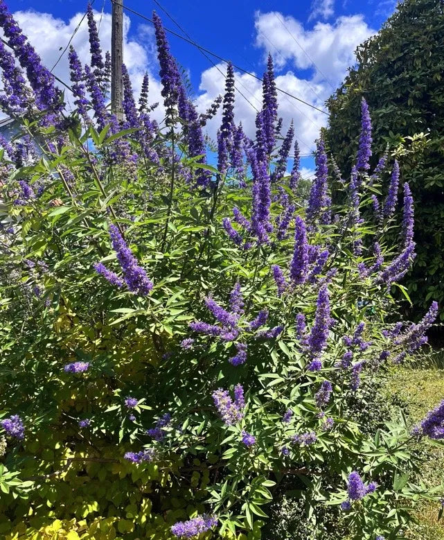 Vitex agnus-castus Cuttings – 10 Unrooted Chaste Tree Starts – Blue Flowering Shrub for Garden, Landscape, Ornamental Use
