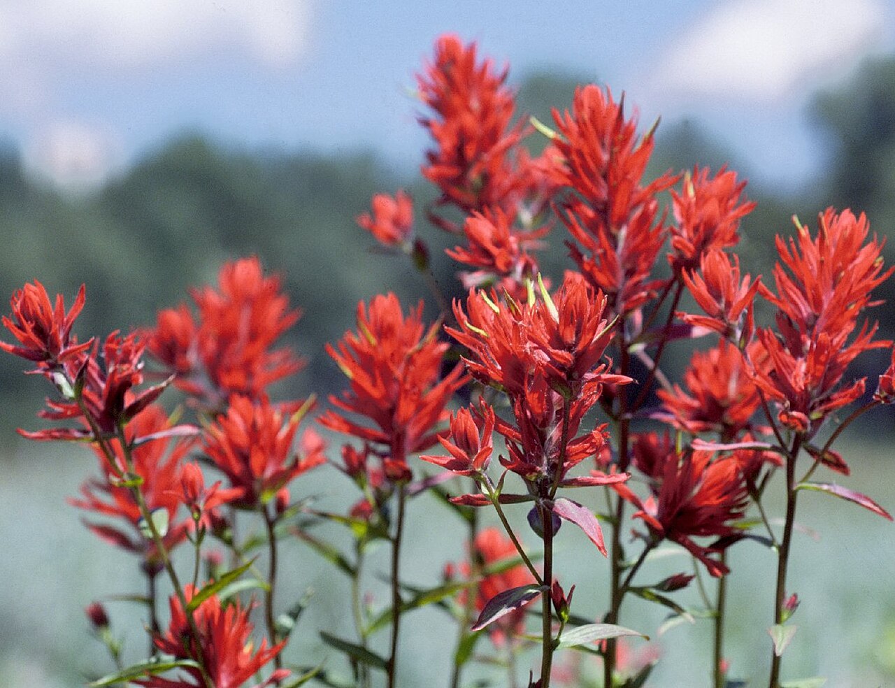 Castilleja linariifolia Seeds 300 Wyoming Indian Paintbrush Native Wildflower Pollinator Plant Red Blooms