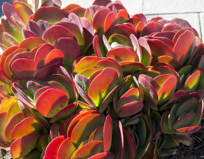Flapjack Kalanchoe Live Succulent Plant – Bareroot Starter – Paddle-Shaped Leaves with Red Edges – Kalanchoe thyrsiflora – Easy Indoor or Desert Garden