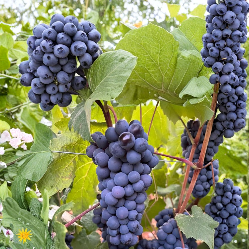 Thomcord Seedless Grape Plant – Blue-Black Table Grape Vine, Concord x Thompson Seedless, Sweet Fruit, Home Garden, Easy Cultivation