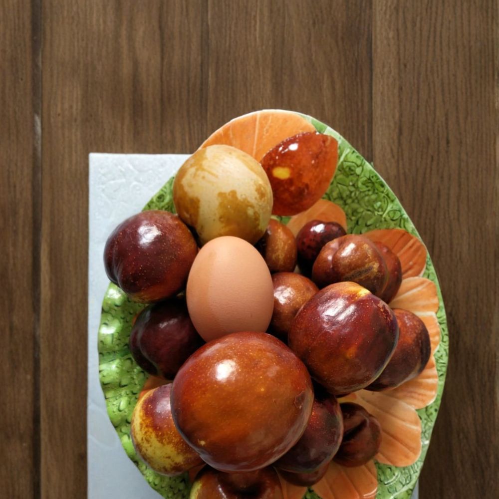 Shanxi Li Giant Jujube Tree – Ziziphus jujuba Live Bare Root Tree | 3 Feet Tall | Chinese Date Fruit Tree | Pear Jujube Variety