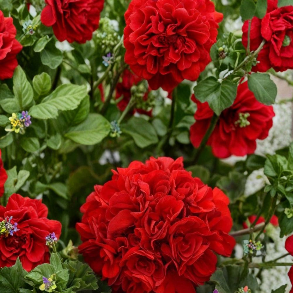 Presto Dark Red Geranium Seeds – Pelargonium Zonal, 25+ Seeds, Rich Red Blooms, Patio & Container Flowers, Easy to Grow
