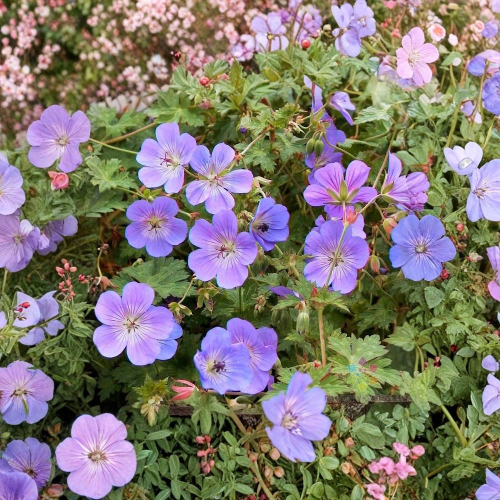 Rozanne Geranium Seeds – Hardy Blue Perennial Flower Seeds for Garden & Container | Geranium ‘Gerwat’
